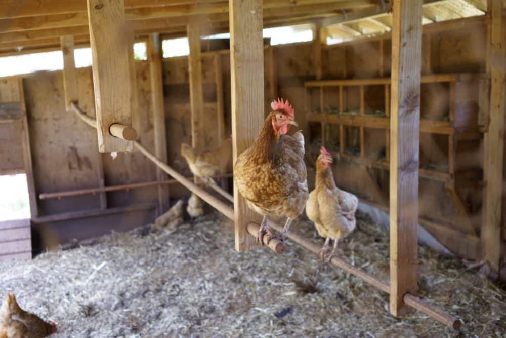 Happy, healthy chickens!